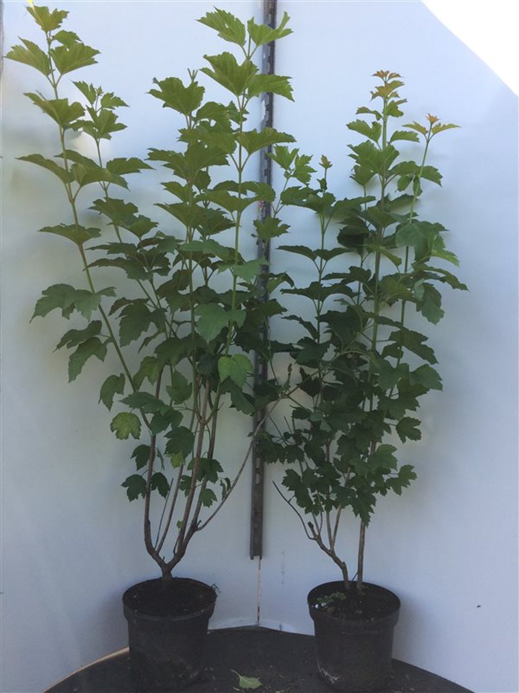 Viburnum opulus - C7.5 80-100 CM